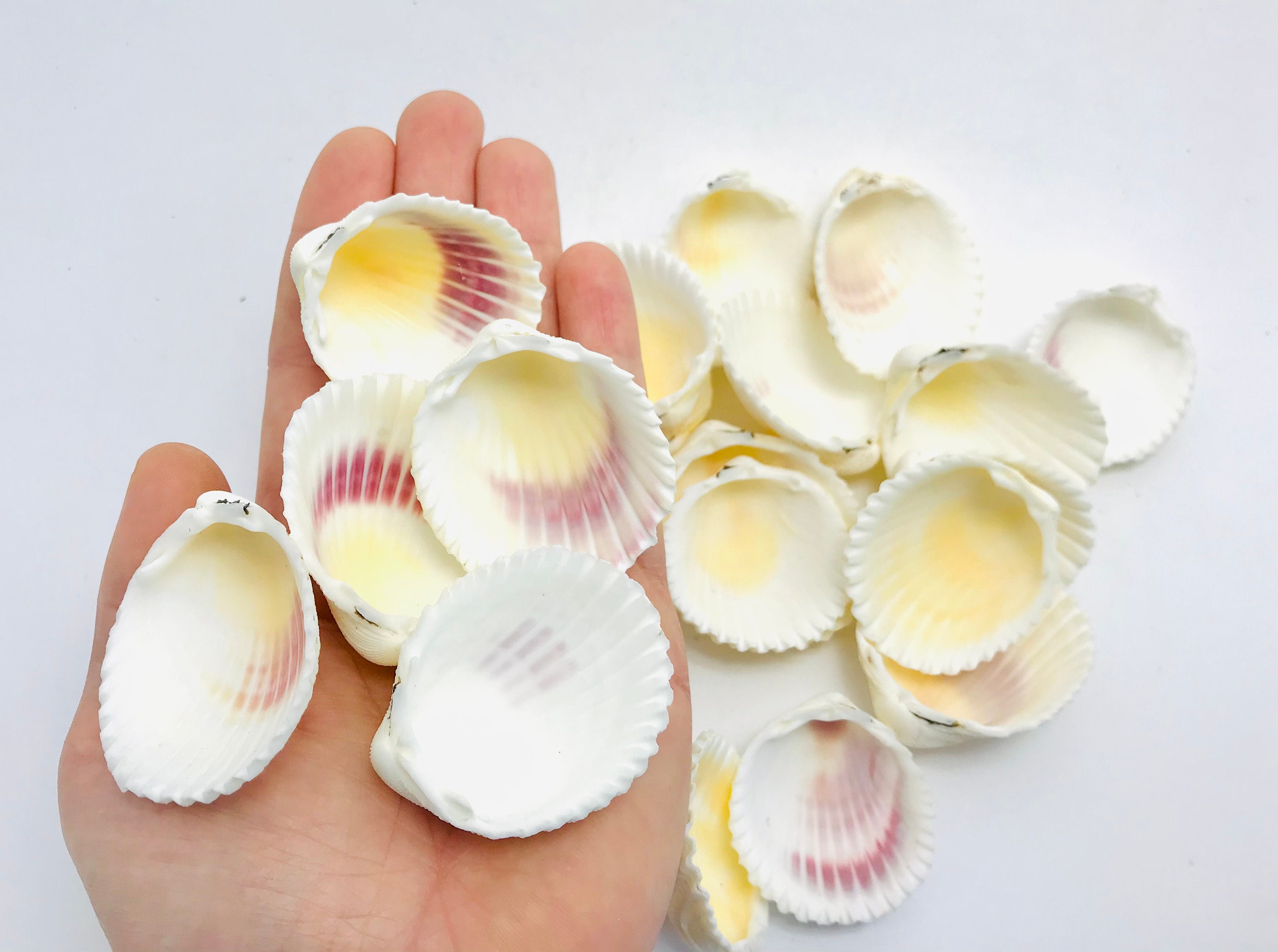 Luisa Design: SCALLOPED DESIGNS  Shells, Scallop shells, Shell drawing