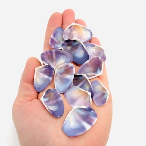 Könnte beinhalten: Eine Sammlung von violetten und weißen Muscheln in einer Hand. Die Muscheln sind irisierend und haben eine natürliche, organische Form.