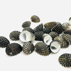 Puede incluir: Una colección de conchas marinas negras y blancas con un diseño estampado. Las conchas están dispuestas en una pila sobre un fondo blanco.