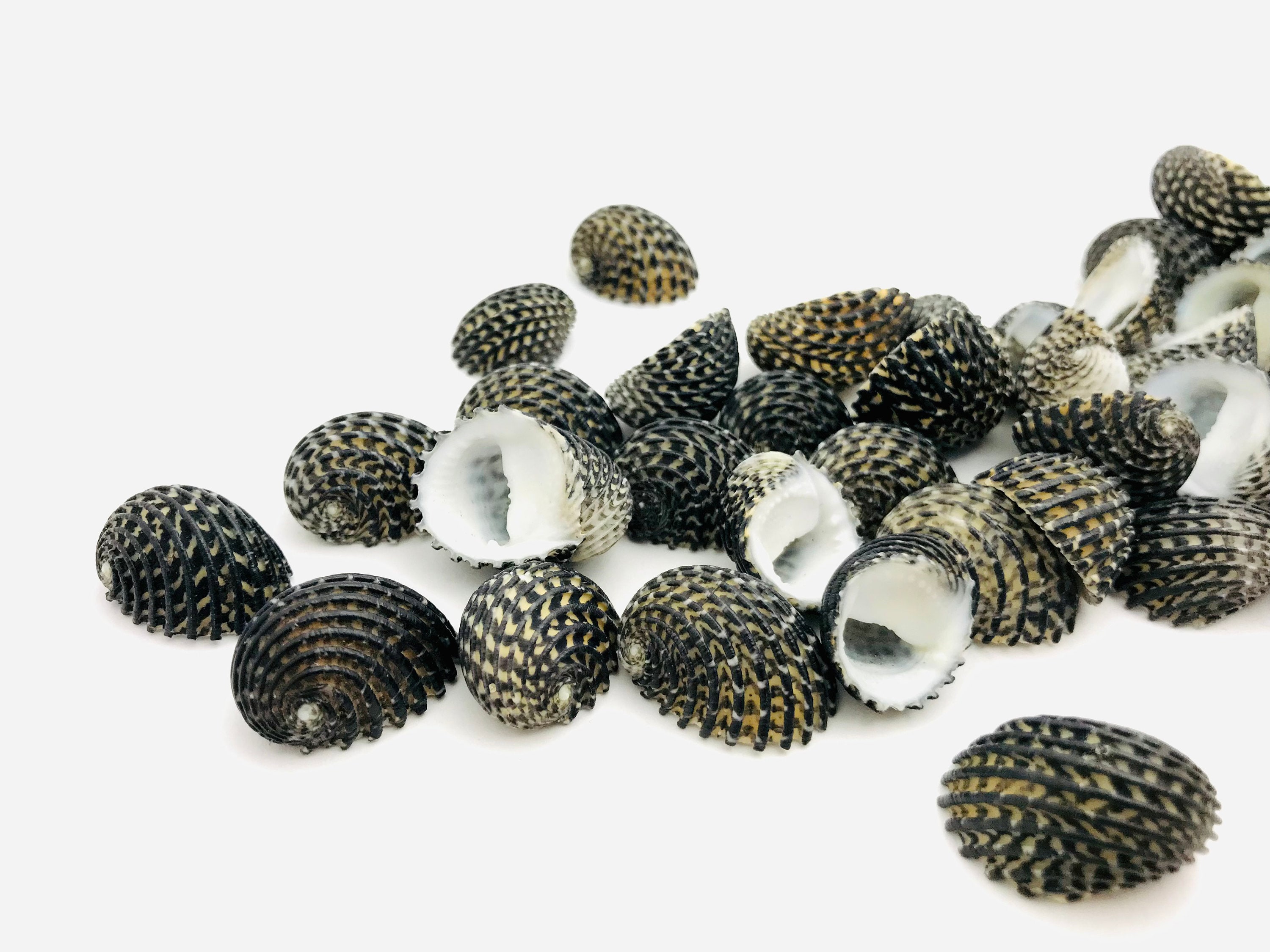Nerita Exuvia, small black shell, curiosity cabinet, shell collection, nerite shell, taxidermy, snakeskin shell
