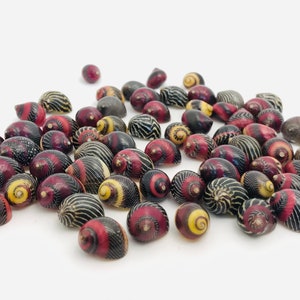 Small shell, vittina waigiensis, red shell, yellow shell, nerite, neritina, shell collection, curiosity cabinet, nerita image 4