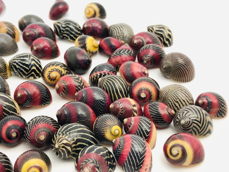 Small shell, vittina waigiensis, red shell, yellow shell, nerite, neritina, shell collection, curiosity cabinet, nerita image 5