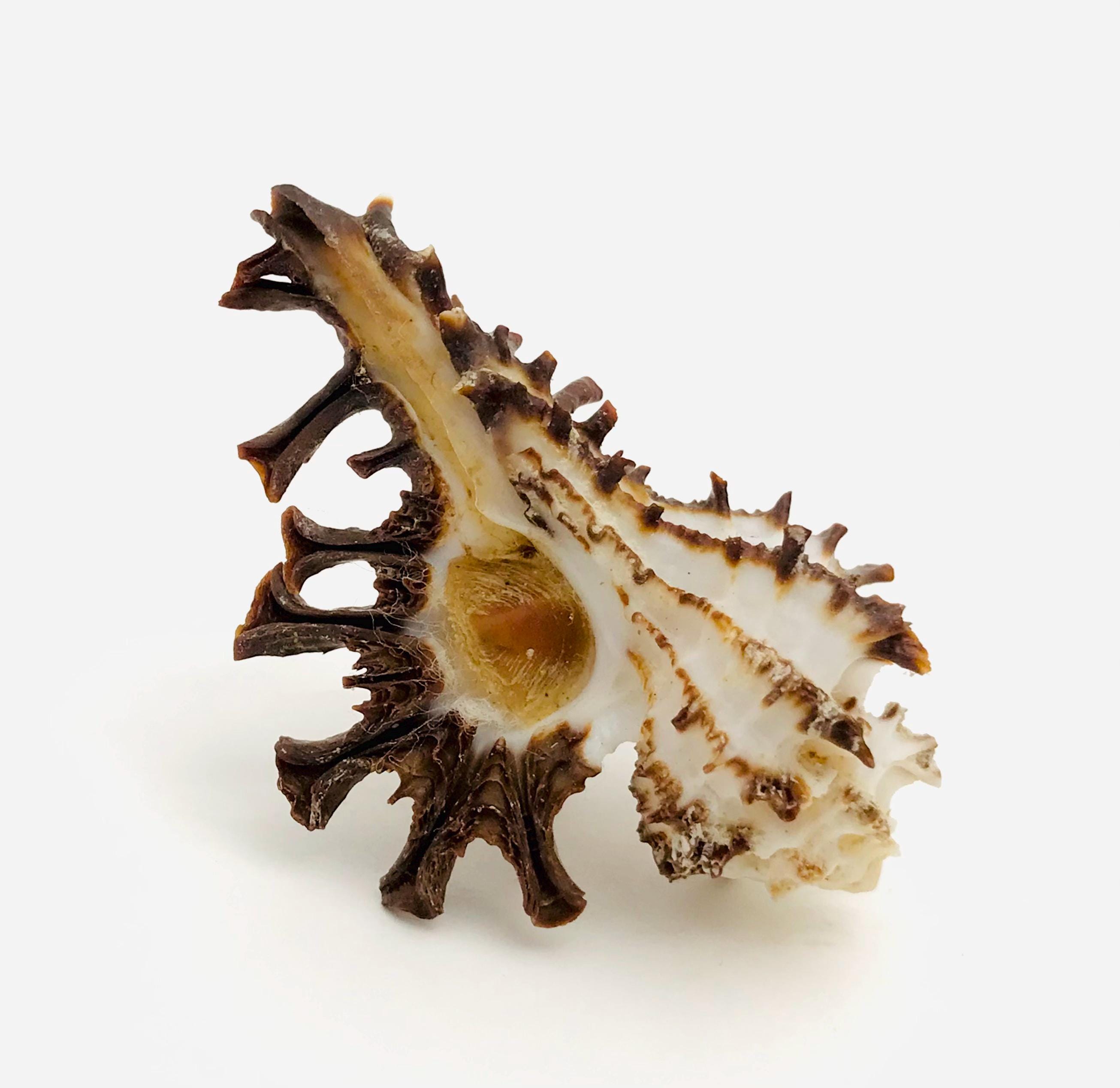 Murex scorpion with operculum, small black and white shell, cabinet of curiosities, taxidermy, shell collection, Homalocantha scorpio