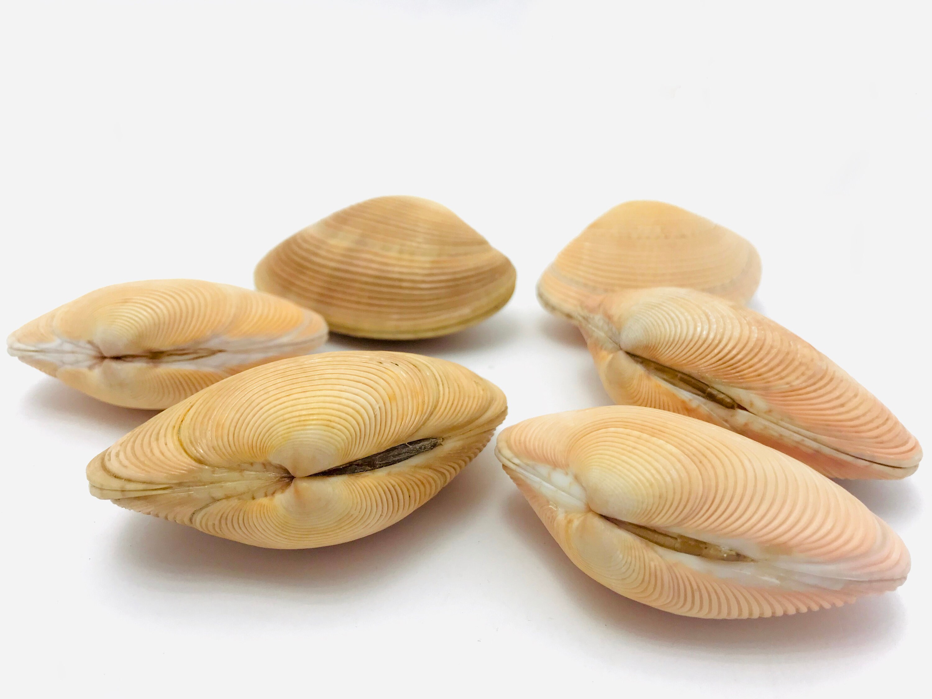 Callista Spuma, Coquillage Orange, Bivalve, Collection, Cabinet de Curiosité, Callista, Bivalve Enti