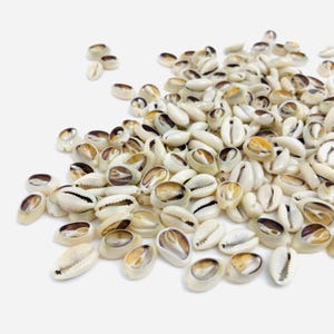 May include: A large pile of white cowrie shells with brown markings. The shells are smooth and glossy.