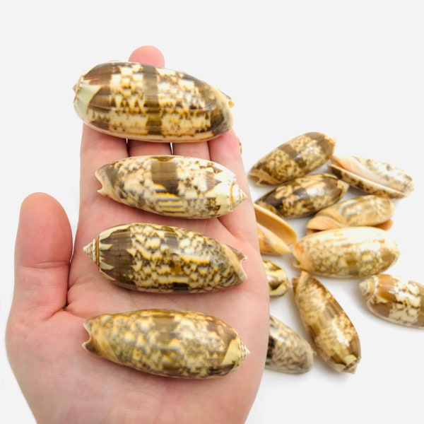 Oliva miniacea, olive shell, cabinet of curiosities, shell collection, shell decoration, orange-beige shell