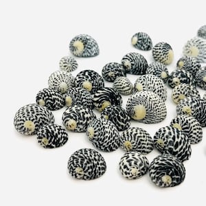 Può includere: Una collezione di piccole conchiglie bianche e nere con un motivo a spirale. Le conchiglie sono disposte in un mucchio su uno sfondo bianco.