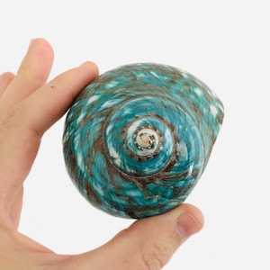 Puede incluir: Una concha marina pulida con forma de espiral, que presenta un color base vibrante en tonos turquesa y verde azulado, cubierto con intrincados patrones de color marrón oscuro similares a ramas que irradian desde el centro hacia el borde.