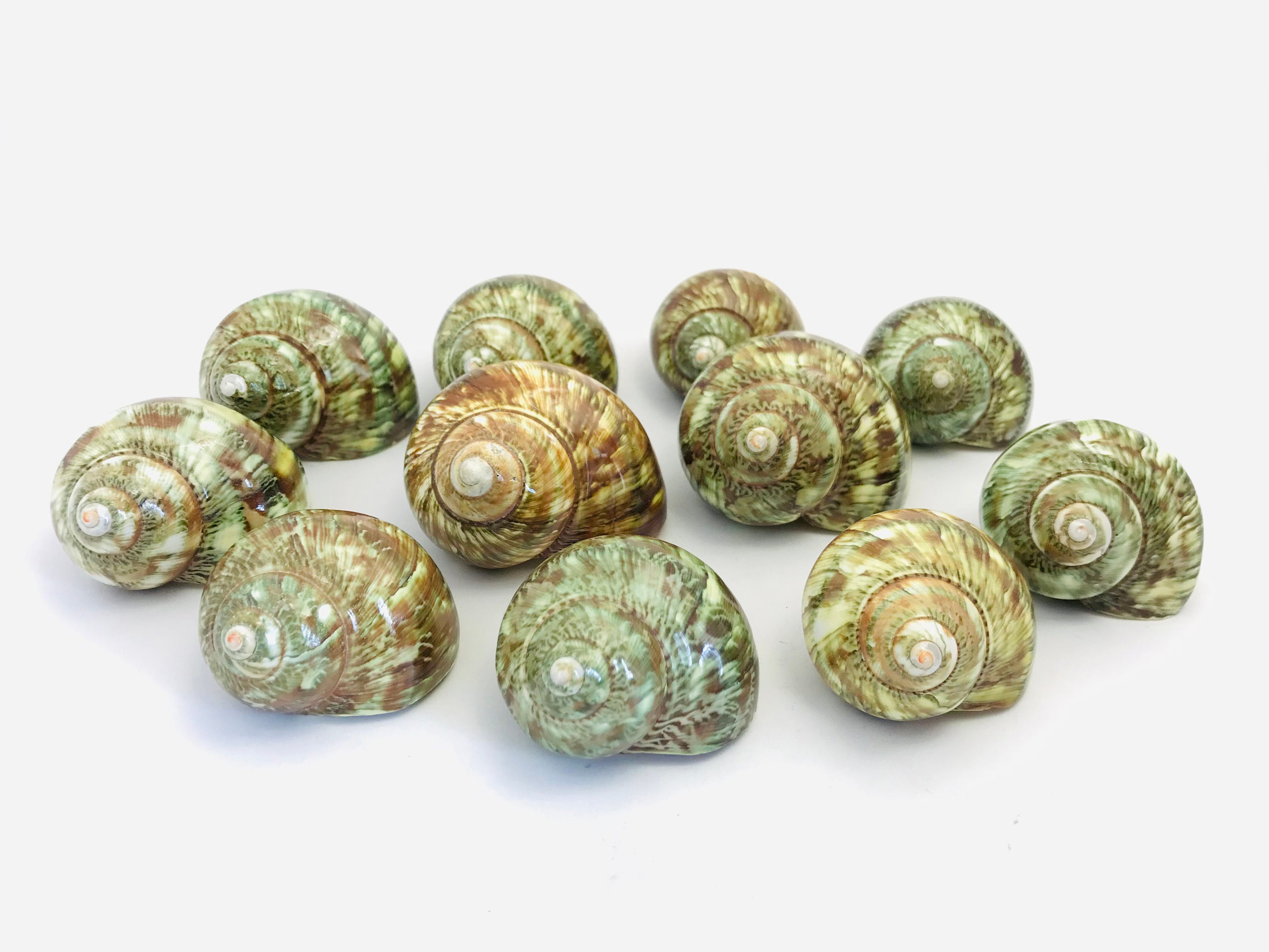 Coquillage, Turbo Petholatus, Coquillage Collection, Cabinet de Curiosité, Taxidermie, Exotique, Ver