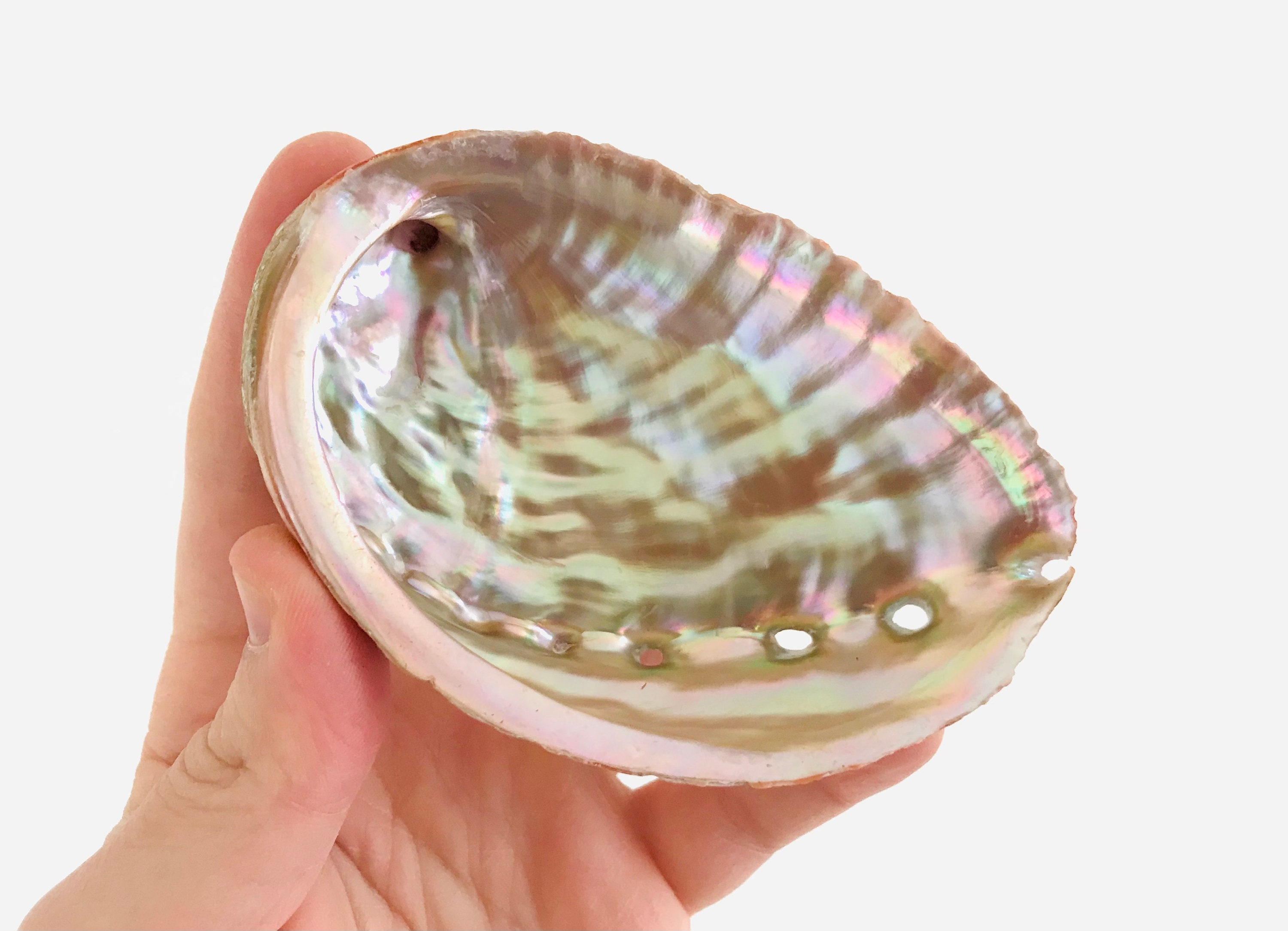 Haliotis, Abalone, Ormeau, Grand Coquillage, Cabinet de Curiosité, Coquillage Nacré, Décoration, Coq