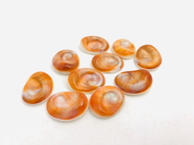 Œil de sainte lucie lot de 10 yeux sainte lucie coquillage Etsy France Œil de sainte lucie lot de 10 yeux sainte lucie coquillage Etsy France