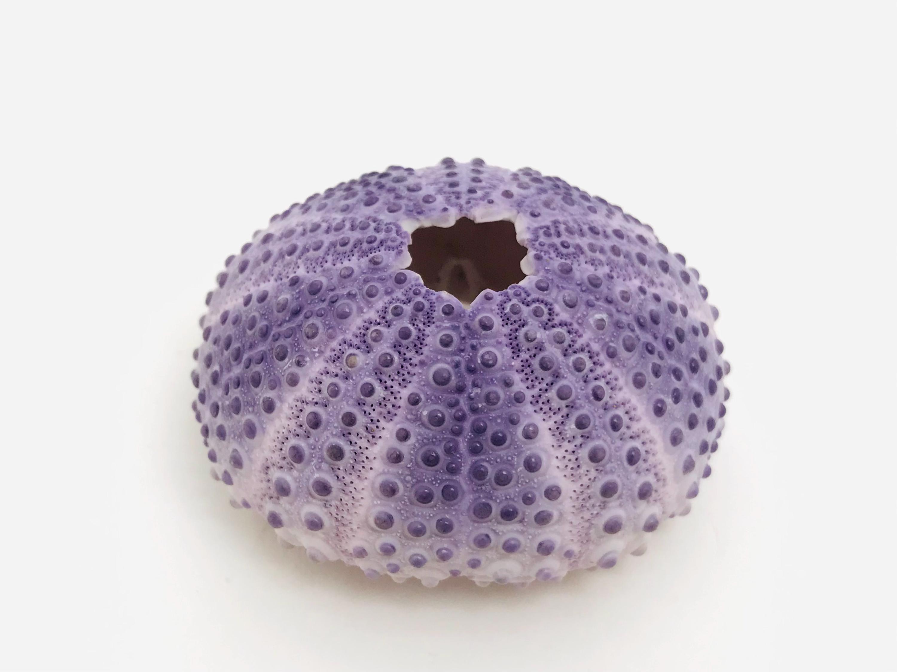 Colobocentrotus atratus (Sea urchin) | Lifestock