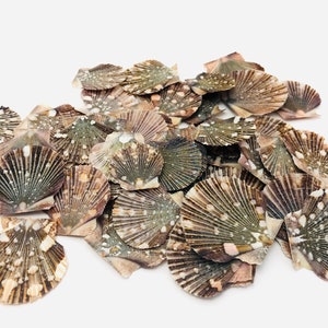 Peut inclure: Un tas de coquilles de pétoncles avec un motif marbré brun et blanc. Les coquilles sont disposées de manière aléatoire et sont de tailles différentes.