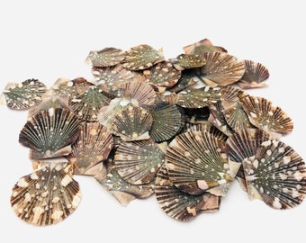 Concha de Pecten - Valva de Pecten - Concha de mosaico - Gabinete de curiosidades - Concha de bivalvo pequeño - Concha para joyería