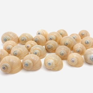 Naturliga orange snäckskal - Natica - Kuriosakabinett - Snäckskalshantverk, samling - Snäckskal smycken - Kollektion