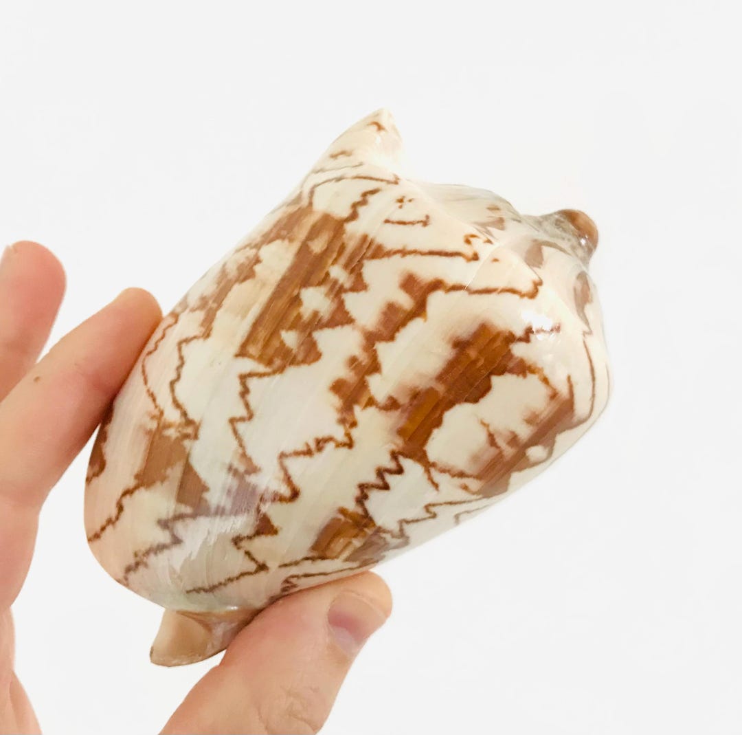 Cymbiola Nobilis, Large Seashell, Cabinet of Curiosities, Collectible ...