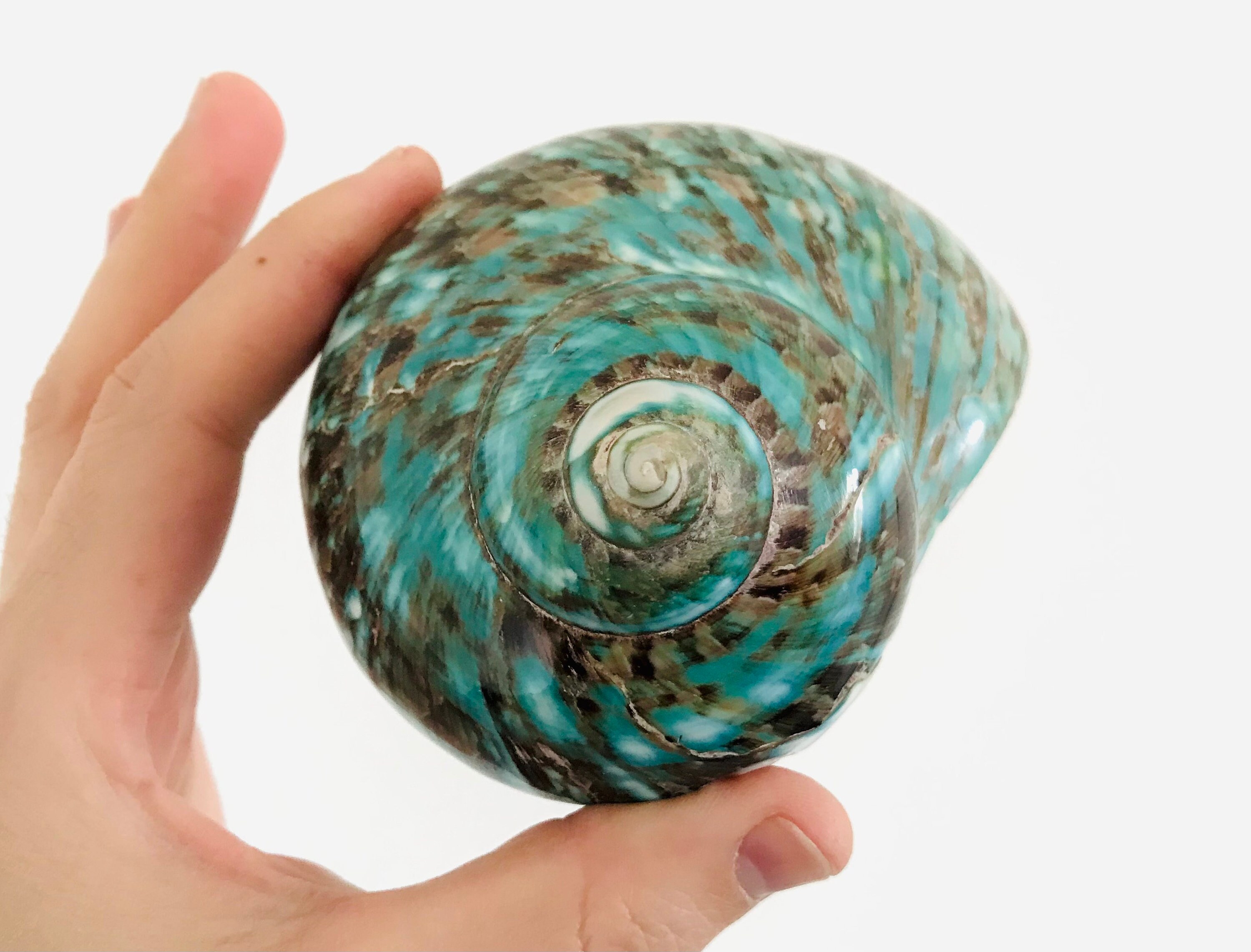 Burgo, Coquillage Vert, Cabinet de Curiosité, Grand Coquillage, Burgo Décoration, Collection, Jade