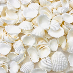 Op de afbeelding: Een verzameling witte schelpen in verschillende vormen en maten. De schelpen zijn glad en hebben een natuurlijke, organische textuur.