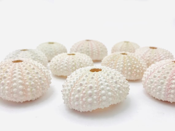 Sea Urchin White Sea Urchin White Shell Tillandsia Support Etsy
