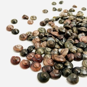 Copper shell, umbonium, mini pearly shell, shell for jewelry creation, cabinet of curiosities, lot of small shell, jewelry