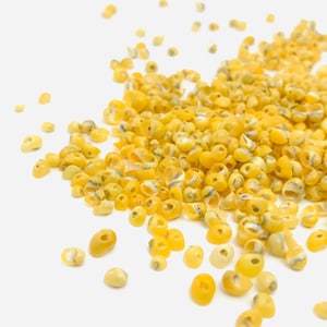 Tiny yellow pierced shells, creative leisure shell, jewelry shell, real shell, shell decoration, littorina