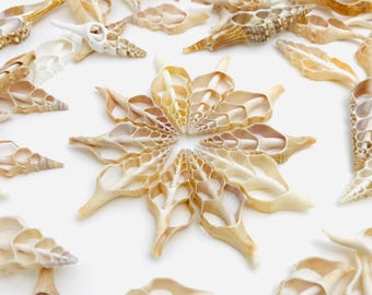 May include: An assortment of seashells in various shapes and sizes, arranged on a white surface. The shells are primarily beige and cream-colored, with intricate patterns and textures. A central arrangement forms a star-like shape, surrounded by other shells.