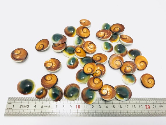 LOISIR CREATIF LOT 5 OEIL DE SAINTE LUCIE SHIVA NATUREL 2 a 3cm BIJOUX,DECO...