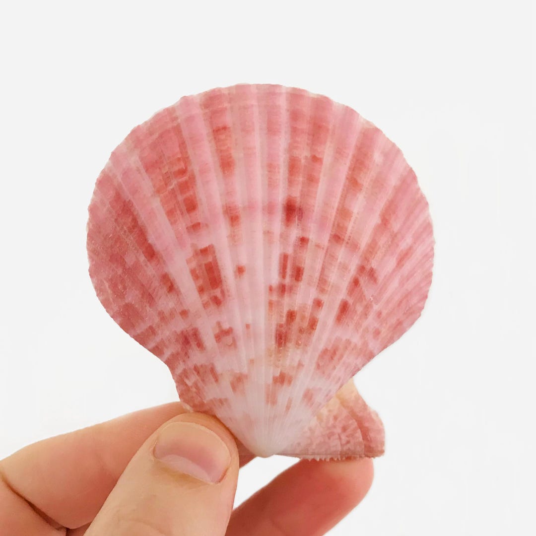北アメリカ西部の二枚貝 専門書「Bivalve Seashells」 Bivalve