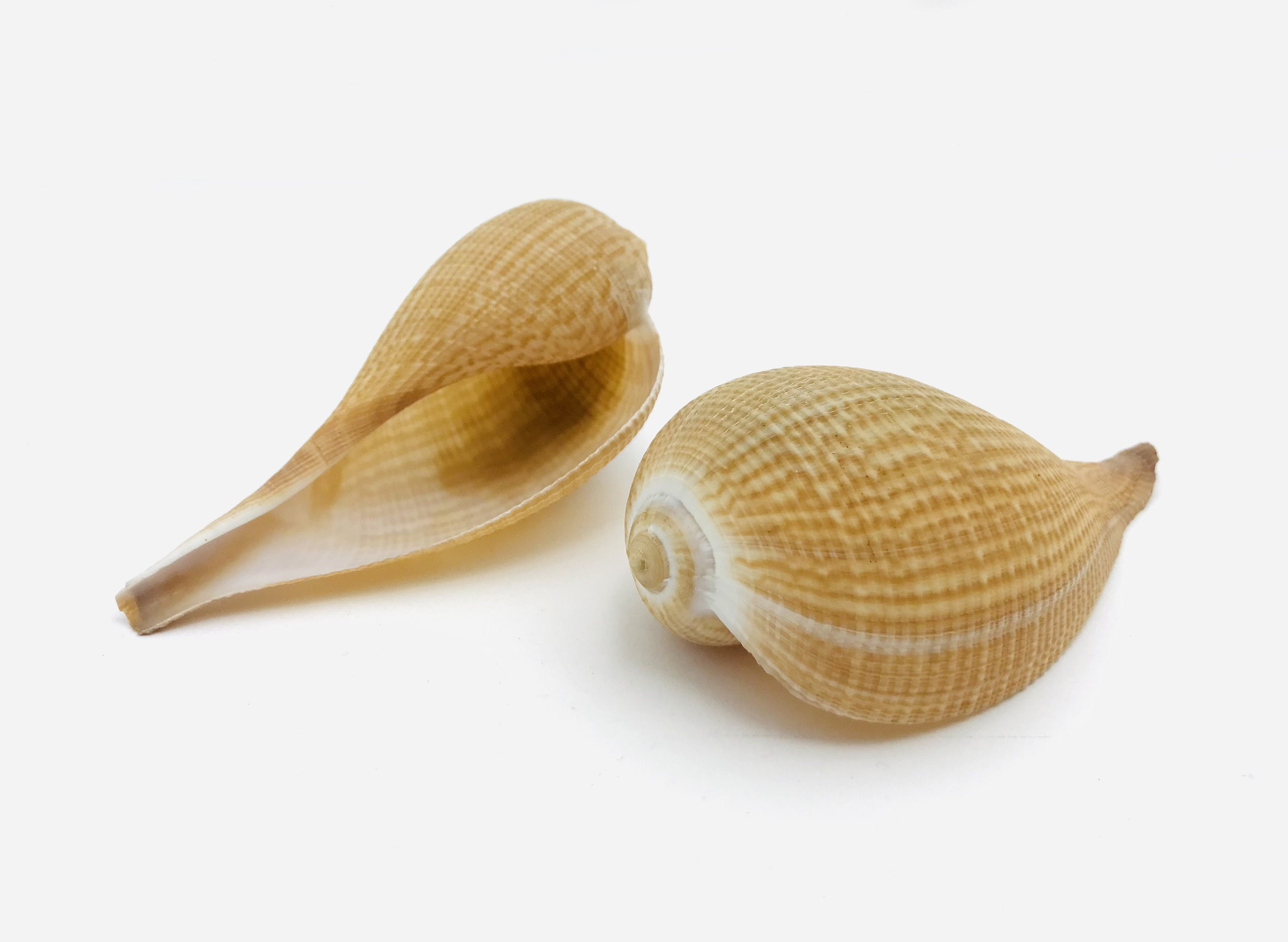 Ficus Gracilis, Coquillage, Cabinet de Curiosité, Coquillage Orange, Collection, Taxidermie, Décorat