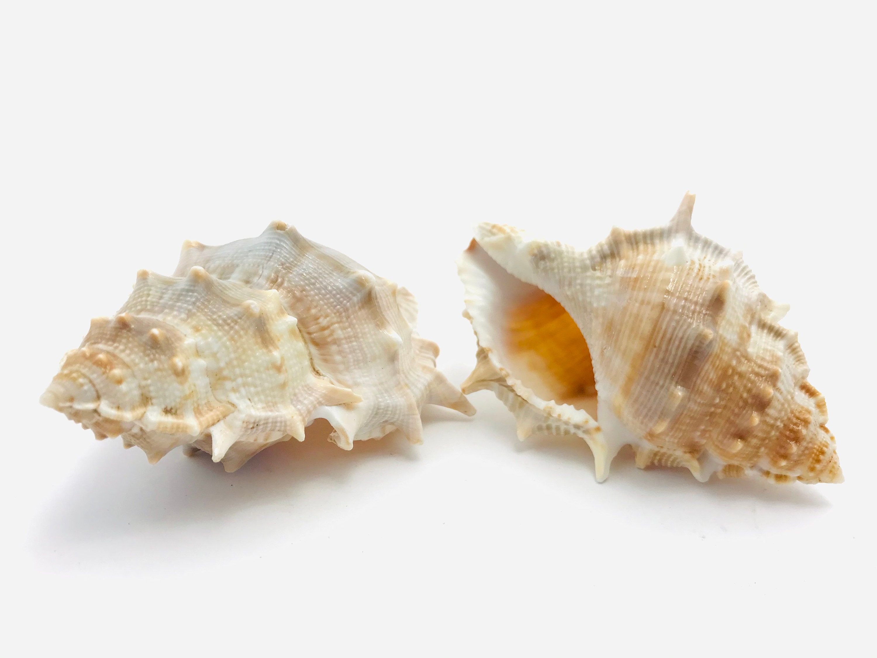 Bursa Spinosa, Coquillage, Cabinet de Curiosité, Coquillage Beige, Épine, Loisir Créatif, Lot Bernar