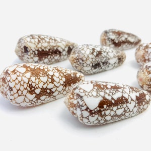 Könnte beinhalten: Eine Gruppe von acht braunen und weißen kegelförmigen Muscheln mit einem marmorierten Muster. Die Muscheln sind in einer Reihe auf einem weißen Hintergrund angeordnet.