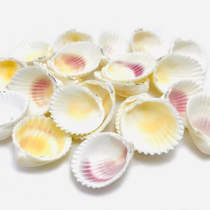 Op de afbeelding: Een verzameling kleine, witte schelpen met roze en gele accenten. De schelpen zijn op een witte achtergrond in een stapel gerangschikt.