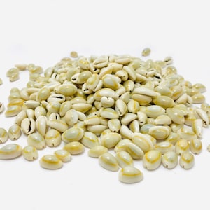Small shell, cypraea annulus, cowrie, mini porcelain, small cowries, jewelry shell, mini shell, yellow white shell
