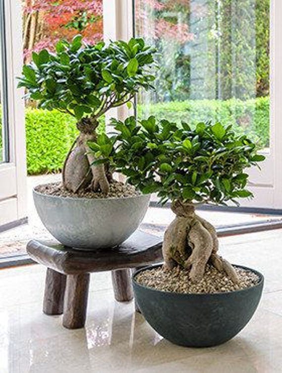 Les meilleurs substrats pour bonsaï