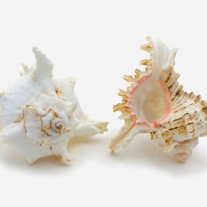 Op de afbeelding: Twee witte schelpen met bruine en roze accenten. De schelpen zijn open en laten de binnenkant van de schelp zien.