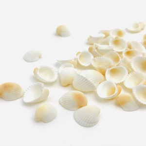 Small white shells, bivalve, mini shell, creative supplies, shell jewelry, shell decoration, shell candles