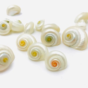 Conchiglia perlata, turbo cinerius, piccola conchiglia, armadietto delle curiosità, madreperla, conchiglia da collezione, lumaca, conchiglia per gioielli