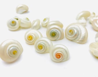 Pearly shell, turbo cinerius, small shell, cabinet of curiosities, mother-of-pearl, shell collection, snail, shell jewelry