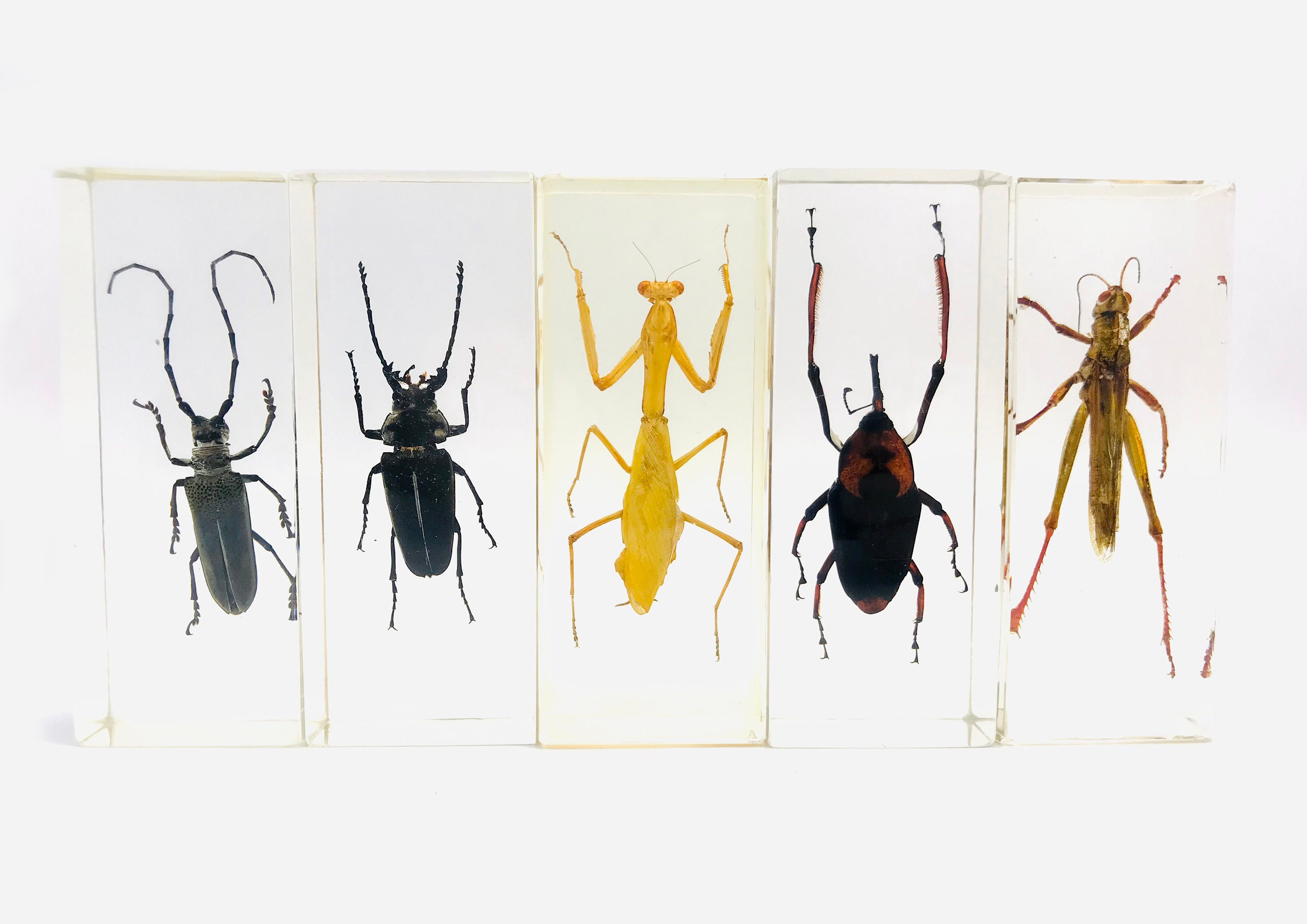 Insecte Résine, Xxl, Cabinet de Curiosité, Collection d'insecte, Inclusion Taxidermie, Vintage, Bloc