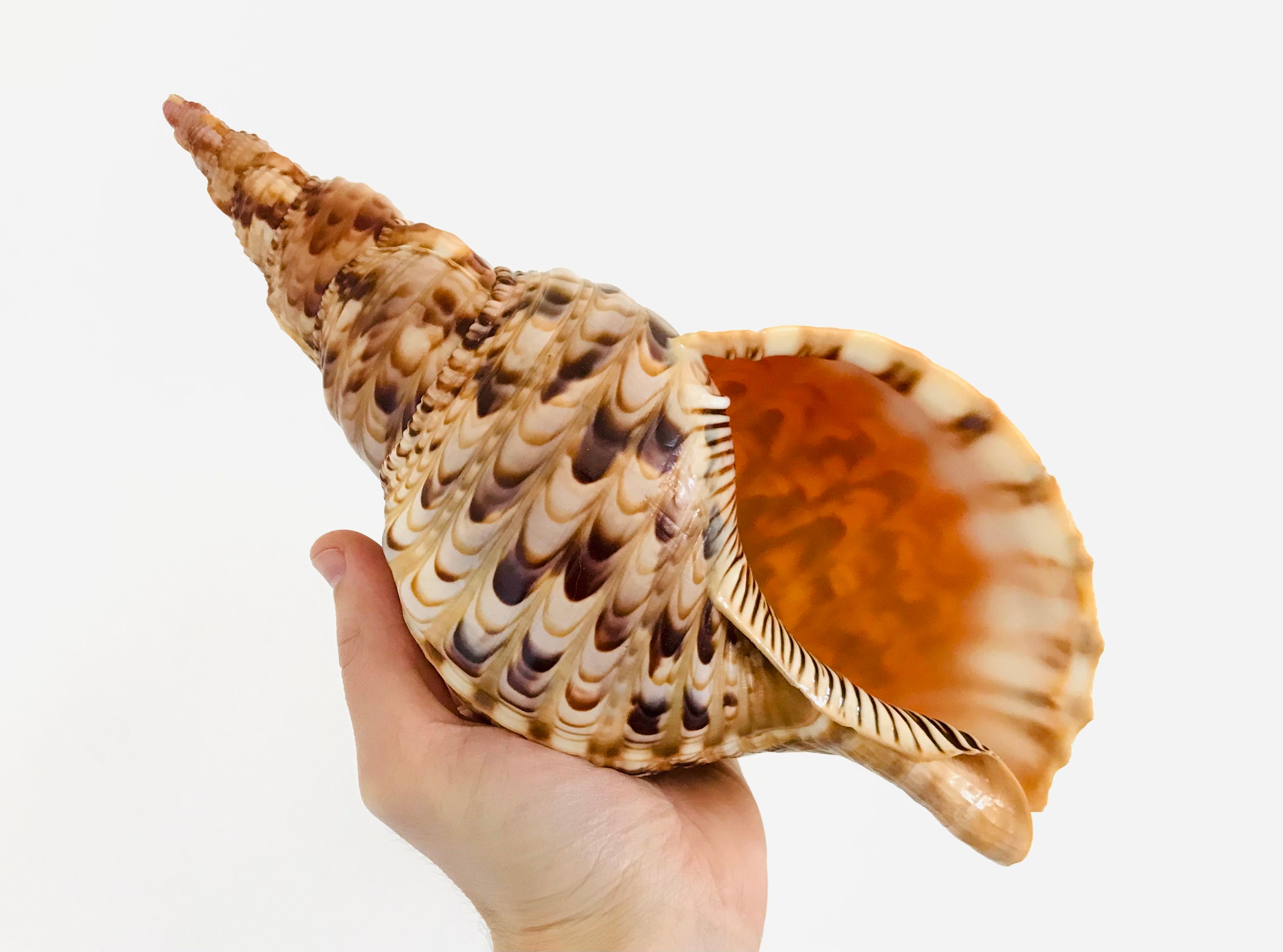 Charonia Tritonis 30 Cm Coquillage Grand Coquillage Etsy