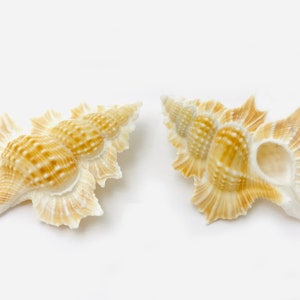 Biplex-Perka, kleine Muschel, Kuriositätenkabinett, seltene Muschel, Sammelmuschel, Ahornblattschale, Kuriositäten
