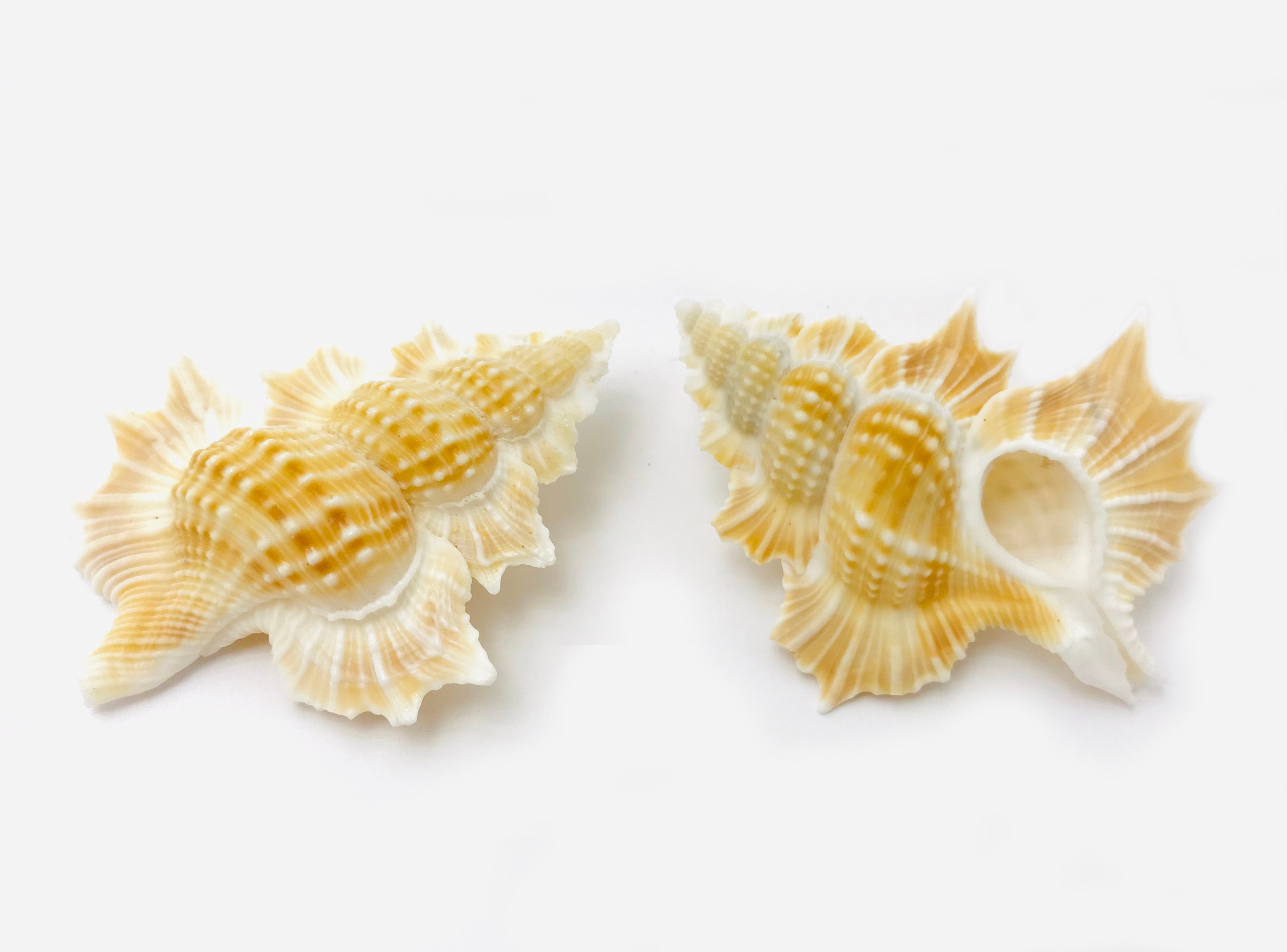 Gyrineum Perca, Biplex Coquillage, Cabinet de Curiosité, Coquillage Rare, Collection, Petit Seashell