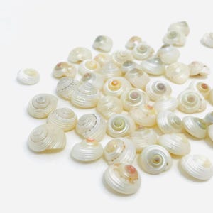 Puede incluir: Una colección de pequeñas conchas marinas blancas nacaradas con patrones en espiral y sutiles tonos de rosa, amarillo y verde. Estas conchas naturales y decorativas están dispersas sobre una superficie blanca.