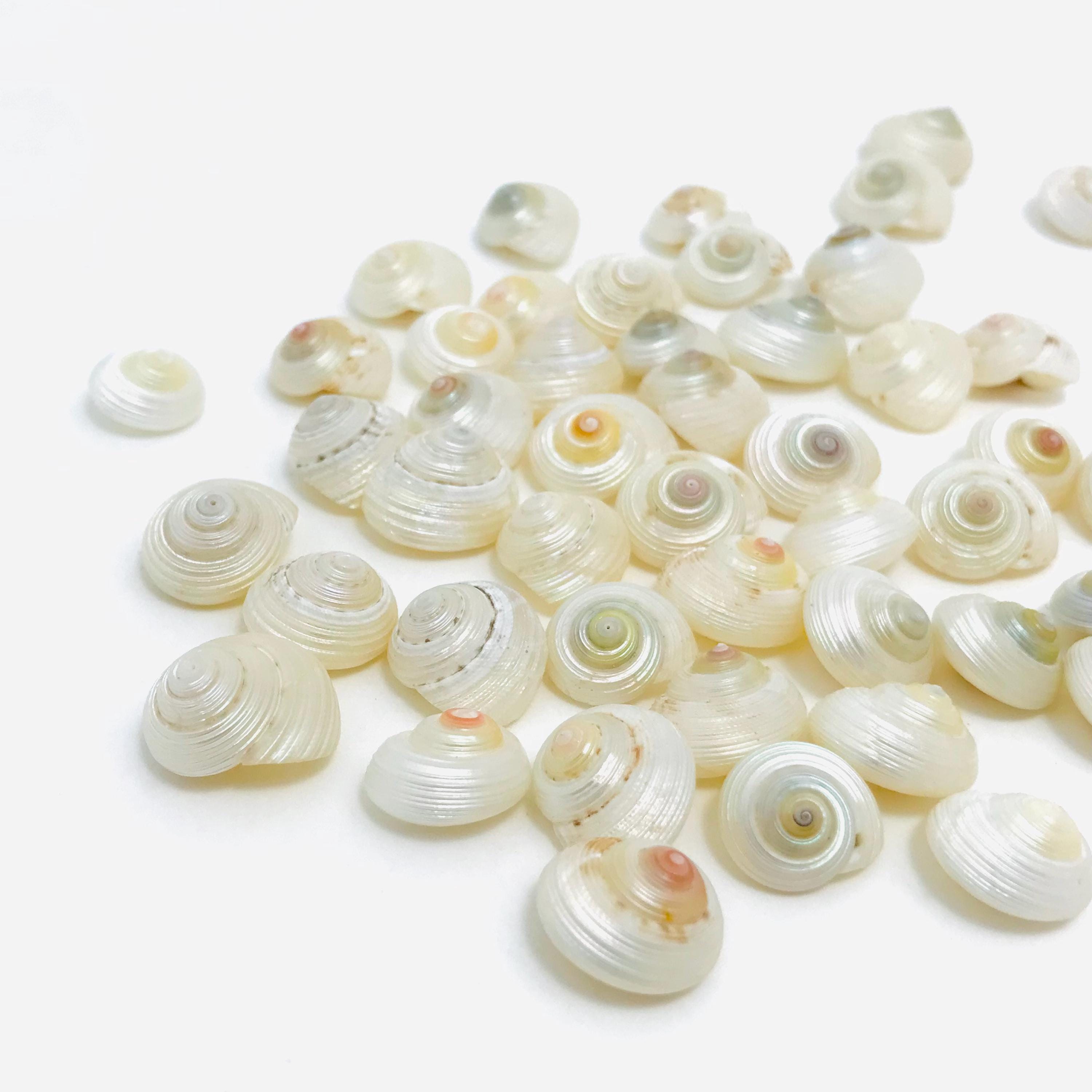 Natural Pearly Shells - Mini Decorative Shells for DIY, Jewelry, Art - Pearly Snail Shells - Monilea - Small Shells