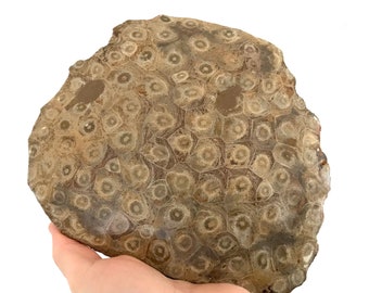 Plaque corail fossile, hexagonaria, bloc de corail, cabinet de curiosité, fossile maroc, fossile collection, coraux fossilisés, dévonien