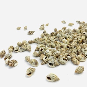 May include: A large collection of small, white and brown seashells. The shells are scattered on a white background.