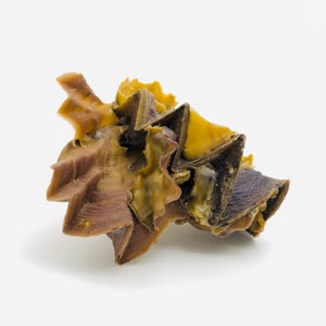 Puede incluir: Primer plano de una concha de mar seca, marrón y amarilla, con una superficie texturizada.