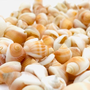 Shell 1 kilo, nassarius vibex, orange shell, small shell, shell purchase, nassa shell, mosaic, collection, diy image 7