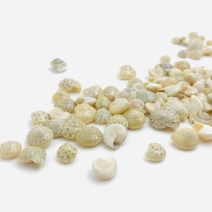 Small white shell, umbonium, mini shell, creative leisure shell, jewelry shell, decorative shell, resin inclusion