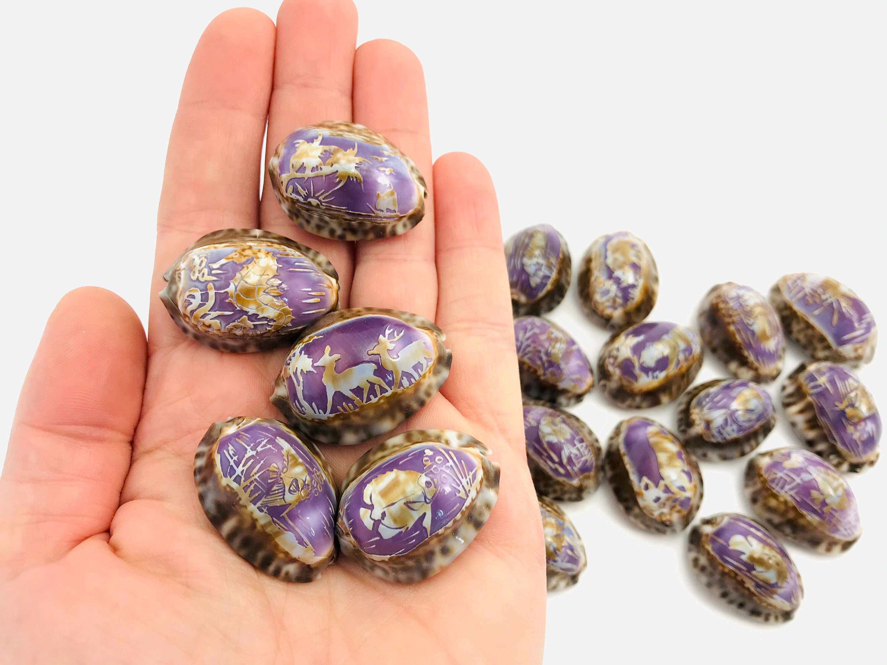 Coquillage Gravé, Cauri, Porcelaine, Cabinet de Curiosité, Coquillage Violet, Petit Coquillage, Scul